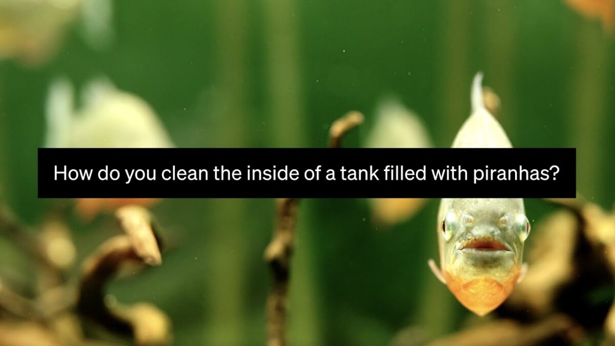 How do you clean a tank filled with piranhas? Exploring the Capabilities of OpenAIs GPT-4: A Breakthrough in Problem Solving and Text Generation